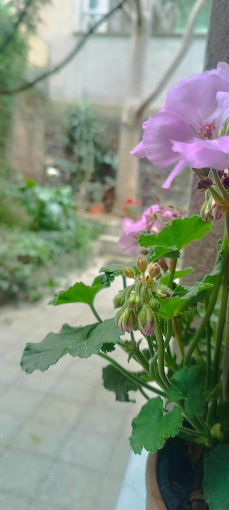 Appartamento Loft Centro Ingresso Indipendente Giardino Privato